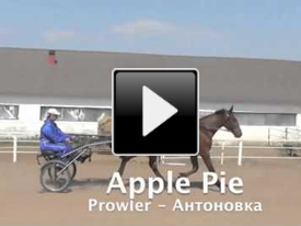 Рысистая лошадь Apple Pie