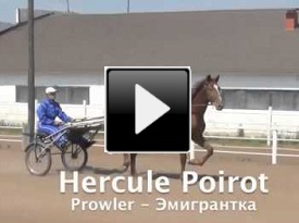 Рысистая лошадь Hercule Poirot