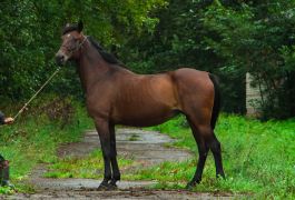 Лошадь Крушина (Armbro Gold - Крессида)