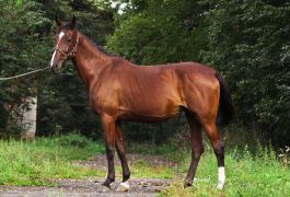 Лошадь Пенелопа (Armbro Gold - Пороша)