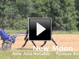 Рысистая лошадь New Moon