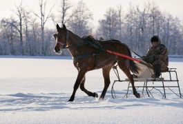Индивидуальный тренинг племенной лошади - рысака