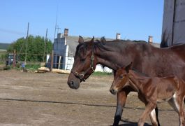 Лошадь - рысак конного завода