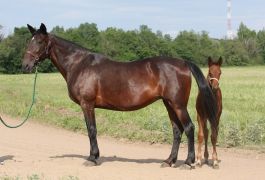Лошадь Антоновка (Armbro Gold - Коронация)