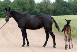 Лошадь Арагва (Gallant Pro - Анапа)