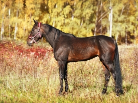 Племенная рысистая лошадь матка «Ростовчанка»