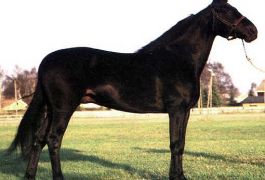 Лошадь Gallant Pro (Florida Pro - Keystone Sequel)